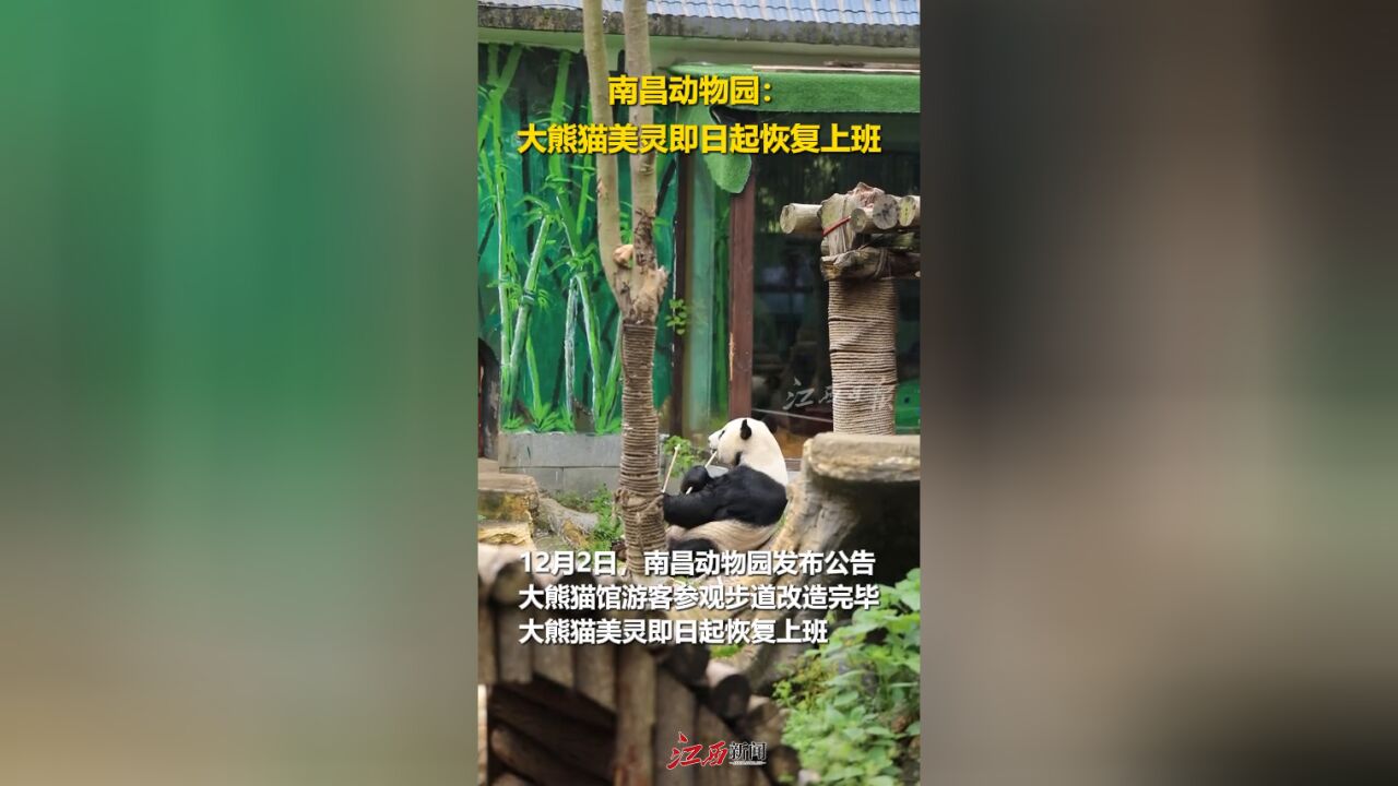 南昌动物园大熊猫美灵即日起恢复上班