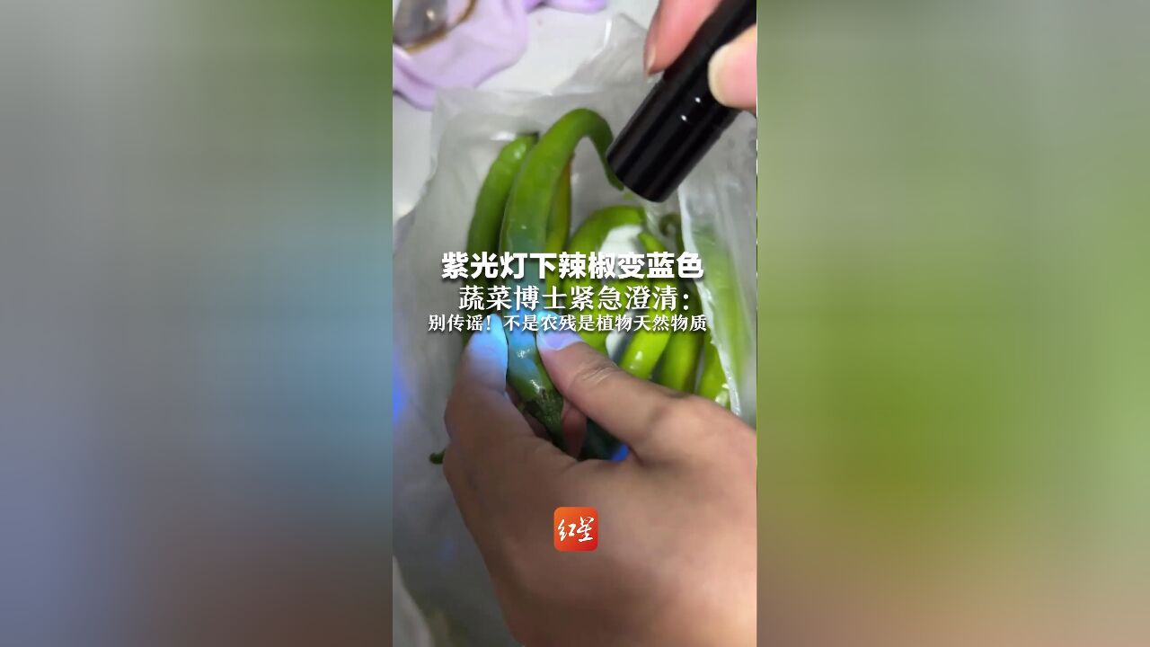 紫光灯下辣椒变蓝色 蔬菜博士紧急澄清:别传谣!不是农残是植物天然物质