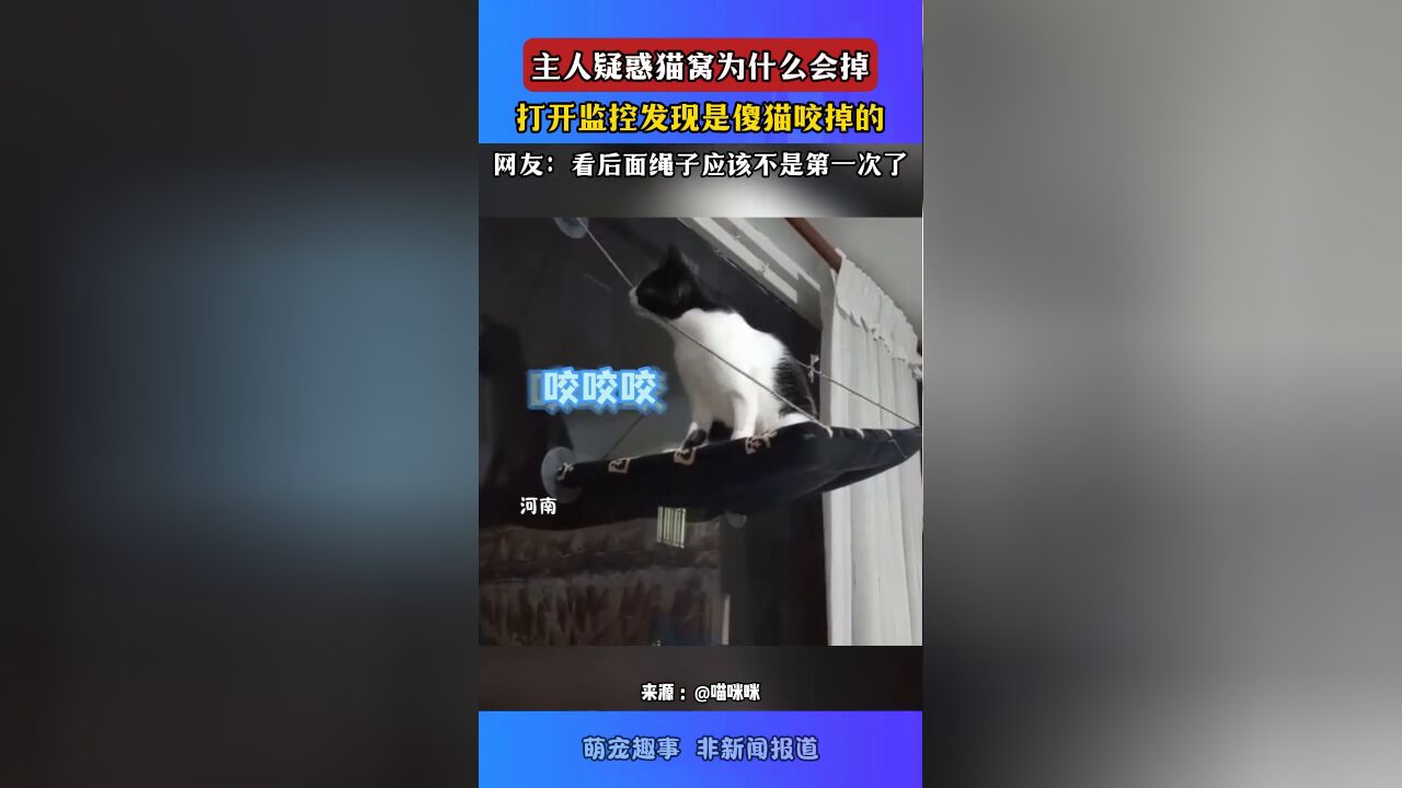 主人疑惑猫窝为什么会掉,打开监控发现是傻猫咬掉的