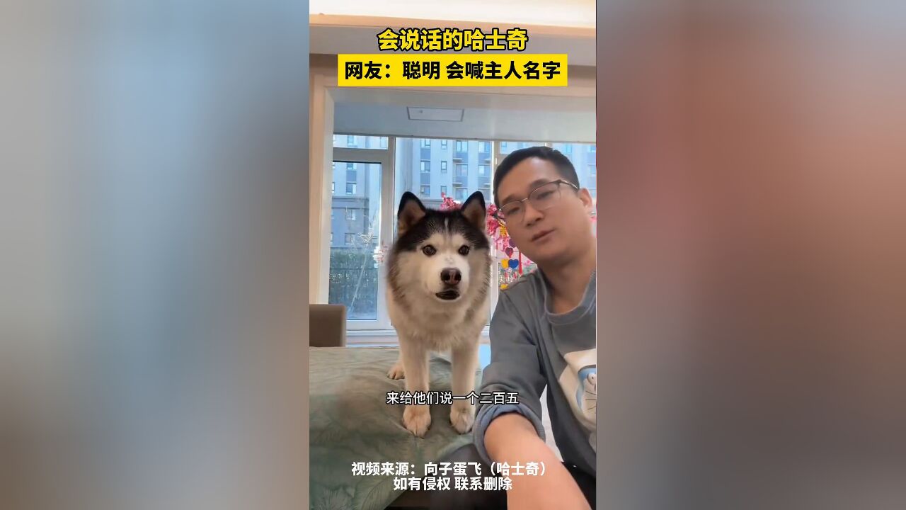 会说话的哈士奇 网友:聪明 会喊主人名字