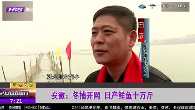 安徽:冬捕开网 日产鲜鱼十万斤