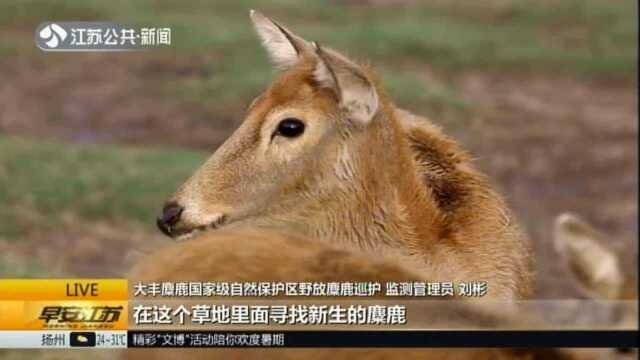 生态守护 我是行动者:刘彬——野生麋鹿的巡护人