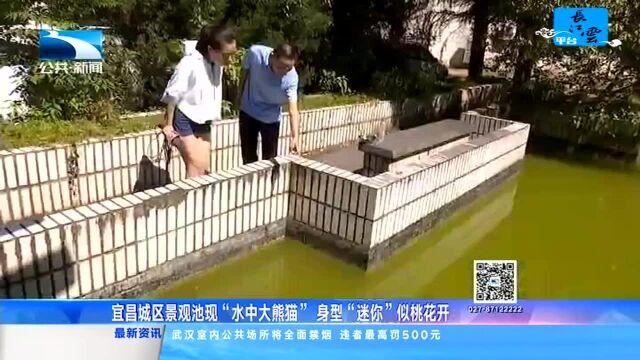 宜昌城区景观池现“水中大熊猫” 身型“迷你”似桃花开