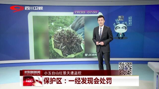 小五台山红景天遭盗挖 保护区:一经发现会处罚