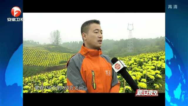 黄山:唐模古村开遍黄金花