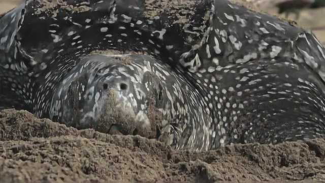 普通话版第7集:Our Blue Planet 我们的蓝色星球视频素材