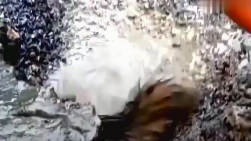 狗窝被雨水灌满，狗妈妈舍命潜水数次一个不剩救出孩子，主人看哭 - 腾讯视频