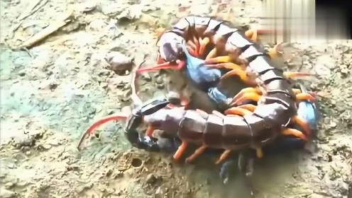 Thumbplayer Poster Plugin Image