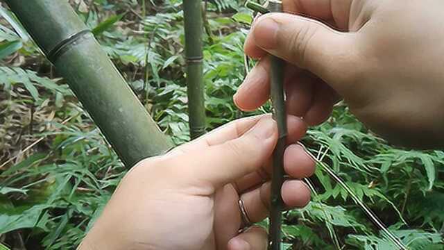 一分钟学会嫁接,实用性强,成活率高,学会了自己就可操作