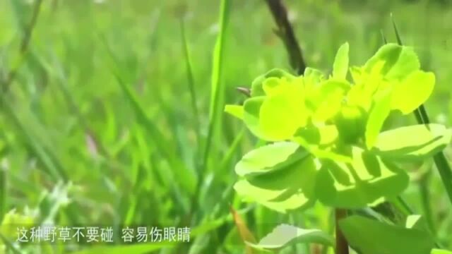 农村这种有毒的草,却被编进草药册:拔毒止痒,外用治颈淋巴结核