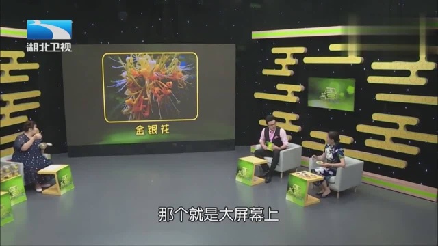 金银花主要的功效是什么 专家告诉你用金银花治疗风热感冒