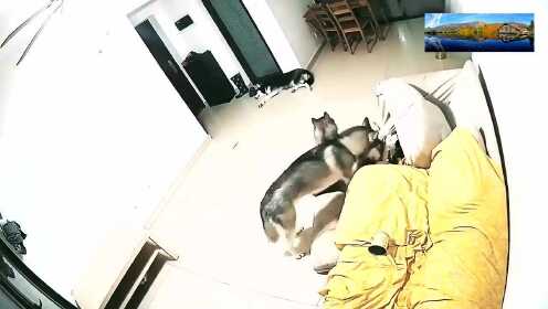 主人不在家，二哈一伙拆家分工明确，放哨设计还有监工