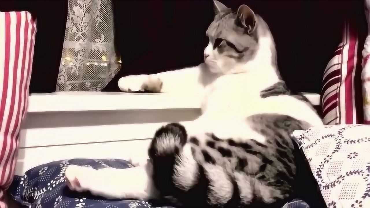 像个大爷一样的猫咪，像模像样的坐在那看电视