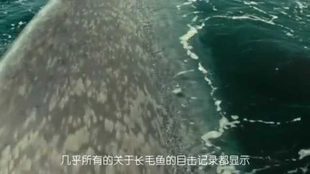 揭南非海怪的真实面目