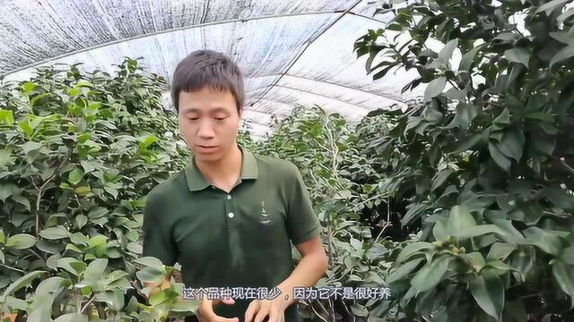 一直以为茶花树很小,原来可以长这么粗壮,长见识了!