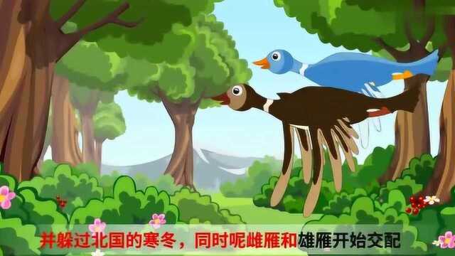 十万个为什么:秋天为什么大雁往南飞