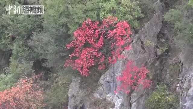 三峡红叶醉!重庆巫山县满山红叶层林尽染