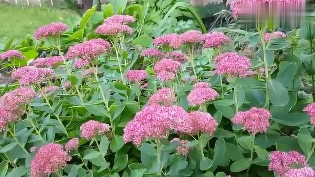 非常适合庭院栽种的花卉:八宝景天种植经验分享