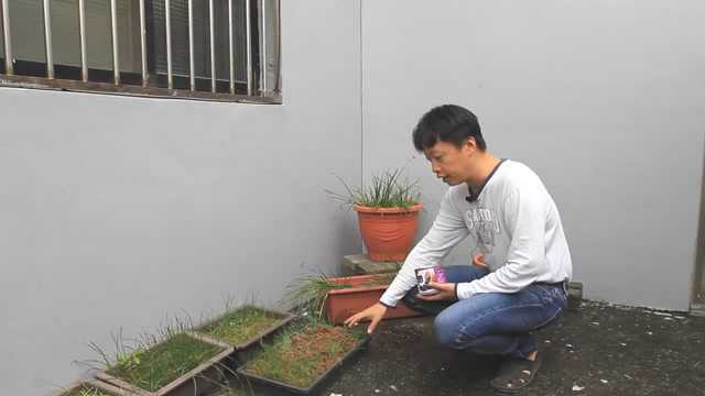 风雨兰种植技巧与经验分享,如何用风雨兰种子来栽种