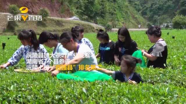 沅陵上榜全国“百强县”排名第二,茶叶经济翘起大拇指!