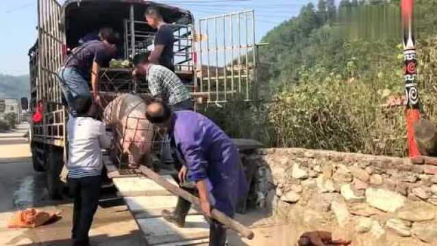 大山里卖猪要赶猪过桥,全人力抬猪上车