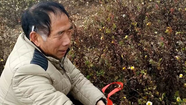 农村大伯清早就去地里摘的这种菊花,不仅漂亮,作用也是多不胜数