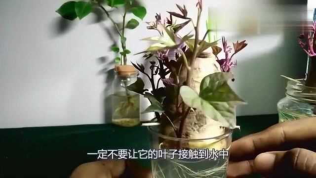 水培红薯盆栽,根系发达,促进新芽生长