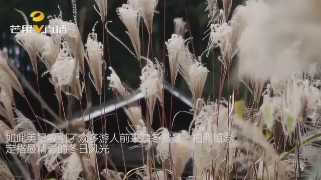 怀化溆浦野生芦苇花儿飘令人陶醉,游客络绎不绝