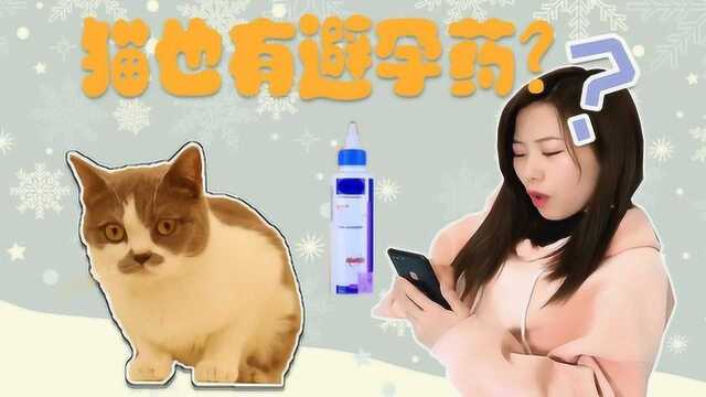 猫咪居然还有避孕药?这些冷知识你知道吗