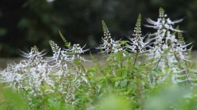 农村有种植物,过去常被当杂草除掉,却不知是珍贵的“肾茶”