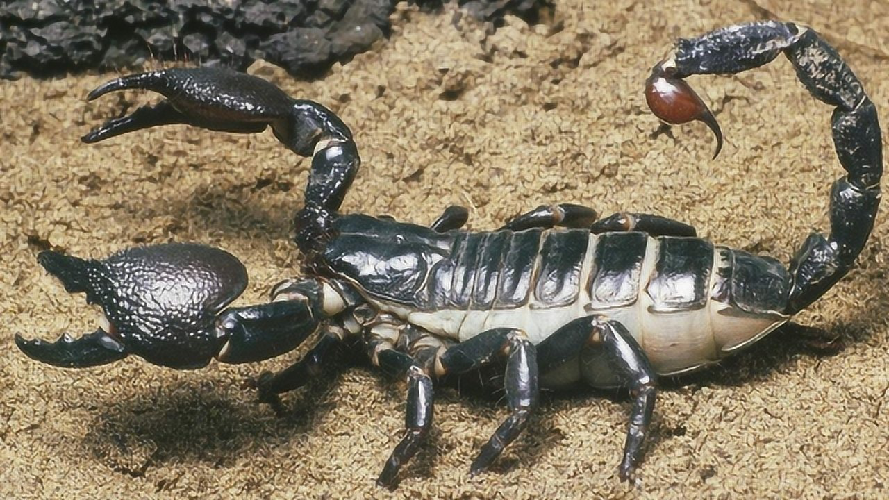 Thumbplayer Poster Plugin Image