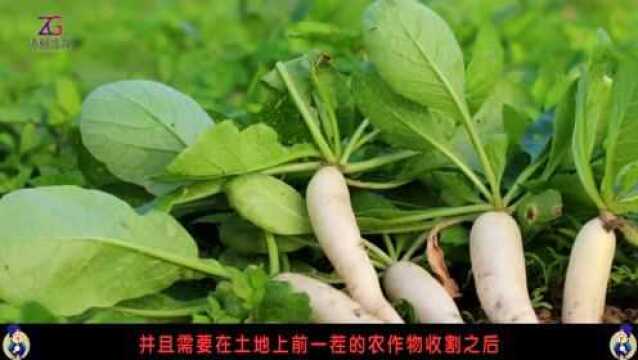 种植胡萝卜选种以及处理种子种植的技术