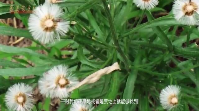 农村野草长得像蒲公英,开出舌状花朵,可治疗咽喉肿痛!