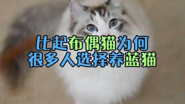 布偶猫这么漂亮,为什么越来越多的人却喜欢养英国短毛?