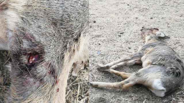 野生狍鹿遭3流浪狗撕咬,村民围住救回野生狍鹿1条命