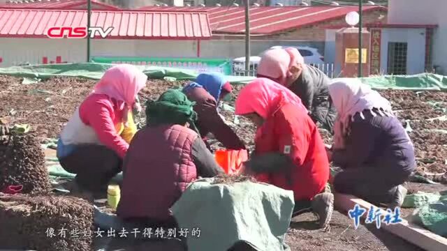 甘肃宕昌中药材远销海内外农妇家门口上班顾家两不误