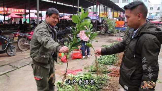 春耕了!农村小伙买了红柚苗脐橙苗种植,这价格贵吗?