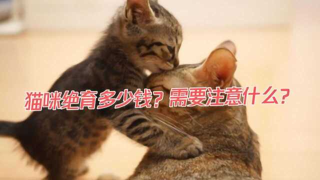 猫咪绝育多少钱?需要注意什么?