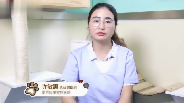 仓鼠该吃什么东西