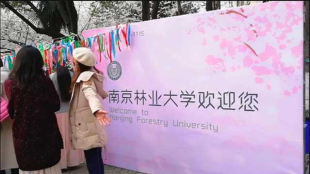 别样樱花季!南京林业大学招揽游客写许愿彩带,或将展出