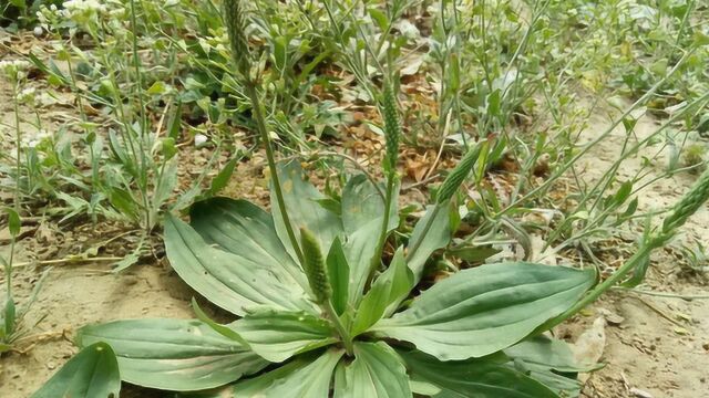 农村这种“尿床草”,曾是穷苦人的救命草,如今市场1斤卖到几十块!