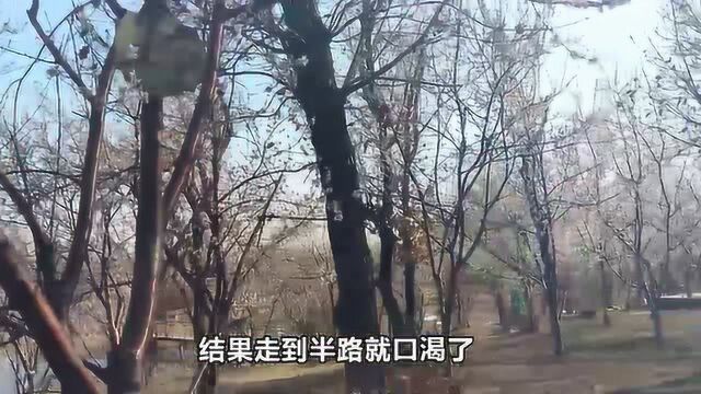 走遍辽阳:春天到了桃花开了,不过你知道关于桃花的故事吗?