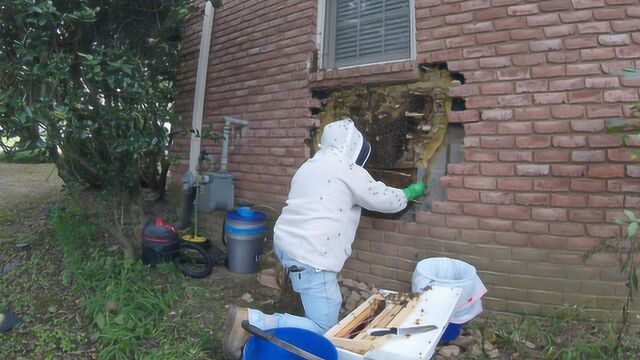 巨型蜂巢藏屋墙 “蜂语者”花5小时摘除