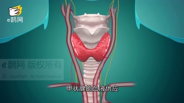 甲状腺在什么位置?为什么会甲状腺结节?你应该学会自检方法