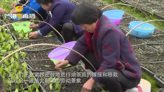 在家门口变身“上班族”,怀化辰溪村民挣钱顾家两不误