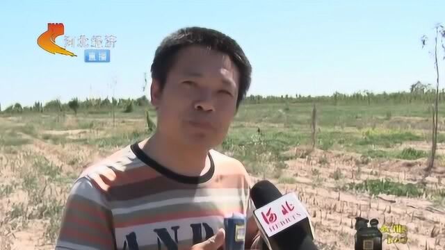 2000亩耕地被撂荒,村民的租金被拖欠,如此土地流转让人寒心