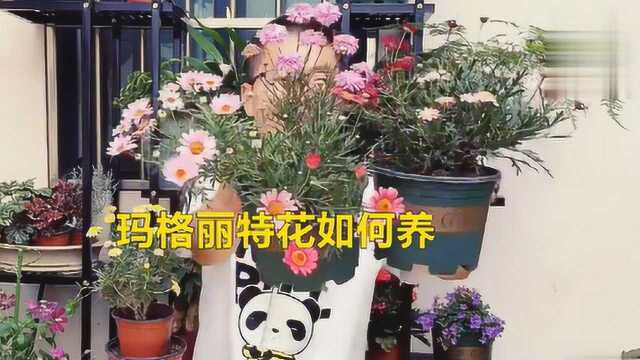 玛格丽特花应该怎么养