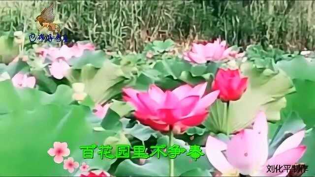 《荷花颂》接天莲叶无穷碧,映日荷花别样红!夏天别致的风景!