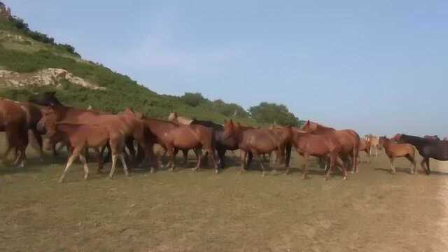 二胡大师王国潼原始录音《奔驰在千里草原》大师出手不同凡响!