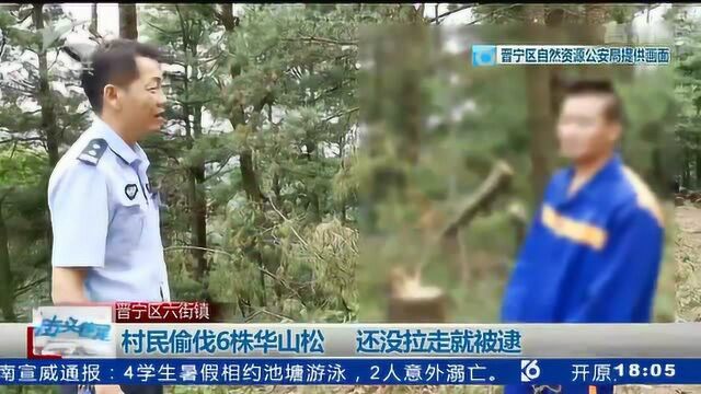 村民偷伐6株华山松 还没拉走就被逮